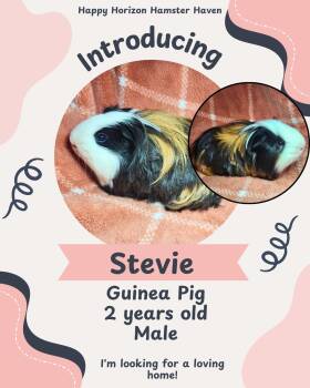 Rescue Guinea Pig Guinea Pigs for Adoption - Stevie | PetCurious